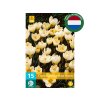 Cibuľoviny Krokus botanický Cream Beauty 15 ks(2)