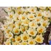 Cibuľoviny Krokus botanický Cream Beauty 15 ks(1)