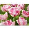 Cibuľoviny Tulipán Double Shake 5 ks