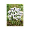 Cibuľoviny Krokus botanický Prins Claus 15 ks (6)