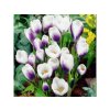 Cibuľoviny Krokus botanický Prins Claus 15 ks (5)