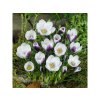 Cibuľoviny Krokus botanický Prins Claus 15 ks (4)