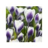 Cibuľoviny Krokus botanický Prins Claus 15 ks (3)