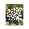 Cibuľoviny Krokus botanický Prins Claus 15 ks (2)