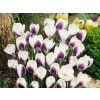 Cibuľoviny Krokus botanický Prins Claus 15 ks (1)