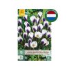 Cibuľoviny Krokus botanický Prins Claus 15 ks