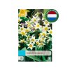 Cibuľoviny MIX cibuľovín do suchých záhrad 35 ks v balení A Bulb For Every Garden Dry Garden(1)