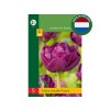 Cibuľoviny Tulipán Double Purple 5 ks(2)