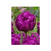 Cibuľoviny Tulipán Double Purple 5 ks(1)