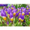 Cibuľoviny Krokus botanický Sieberi Tricolor 15 ks (2)