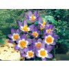 Cibuľoviny Krokus botanický Sieberi Tricolor 15 ks (1)