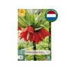 Cibuľoviny Korunkovka Imperialis Rubra 1 ks (2)