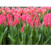 Cibuľoviny Tulipán Pretty Love 7 ks(2)
