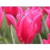 Cibuľoviny Tulipán Pretty Love 7 ks(1)