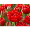 Cibuľoviny Tulipán Double Red 5 ks
