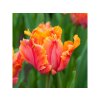Cibuľoviny Tulipán Amazing Parrot 7 ks(2)