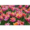 Cibuľoviny Tulipán Amazing Parrot 7 ks(1)