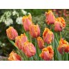 Cibuľoviny Tulipán Amazing Parrot 7 ks