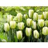 Cibuľoviny Tulipán Green Spirit 7 ks v balení(1)