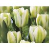 Cibuľoviny Tulipán Green Spirit 7 ks v balení(2)