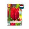 Tulipán Pretty Woman 7 ks v balení