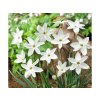 Cibuľoviny Ipheion uniflorum Alberto Castillo 15 ks(2)