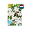 Cibuľoviny Ipheion uniflorum Alberto Castillo 15 ks(6)