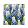 Cibuľoviny Modrica Night Eyes 10 ks(6)