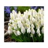 Cibuľoviny Modrica White Magic 15 ks(1)