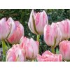 Cibuľoviny Tulipán Double Pink 12 ks(1)