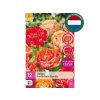 Cibuľoviny Tulipán Gudoshnik Double 12 ks(4)