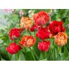 Cibuľoviny Tulipán Gudoshnik Double 12 ks