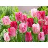 Cibuľoviny Tulipán Hemisphere 12 ks(2)