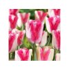 Tulipán Mata Hari 12 ks v balení(2)