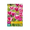 Tulipán Mata Hari 12 ks v balení(3)