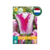 Tulipán Mata Hari 12 ks v balení(4)