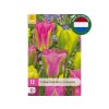 Cibuľoviny Tulipán Strawberry Lemonade 12 ks(1)