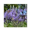Cibuľoviny Ladoník modrý Camassia leichtlinii caerulea 2 ks(1)