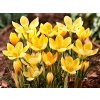 Cibuľoviny Krokus botanický Romance 20 ks(4)