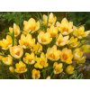 Cibuľoviny Krokus botanický Romance 20 ks(3)
