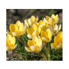 Cibuľoviny Krokus botanický Romance 20 ks(1)