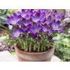 Cibuľoviny Krokus botanický Ruby Giant 20 ks(4)