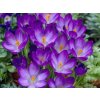Cibuľoviny Krokus botanický Ruby Giant 20 ks(1)