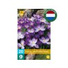 Cibuľoviny Krokus botanický Ruby Giant 20 ks(6)