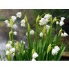 Cibuľoviny Bleduľa letná Leucojum Aestivum 20 ks(5)
