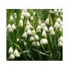 Cibuľoviny Bleduľa letná Leucojum Aestivum 20 ks(2)