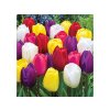 Cibuľoviny Tulipán Triumph MIX 15 ks(3)