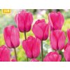 Cibuľoviny Tulipán Triumph Pink 15 ks