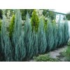 Okrasné dreviny Borievka skalná Blue Arrow 30 40 cm(1)