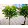 Dreviny na kmienku Kryptoméria japonská Globosa Nana na 40 50 cm kmienku(6)